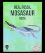 Real Fossil Mosasaur Tooth (Pre-packaged) - Photo 2